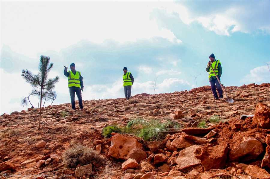 معدن‌داران مازندرانی درخت می‌کارند